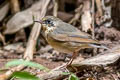 Siberian Blue Robin Larvivora cyane cyane