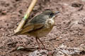 Siberian Blue Robin Larvivora cyane cyane