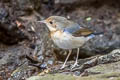 Siberian Blue Robin Larvivora cyane cyane