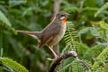 Siberian Rubythroat Calliope calliope calliope