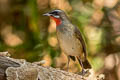 Siberian Rubythroat Calliope calliope calliope