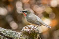 Siberian Rubythroat Calliope calliope calliope