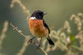 Siberian Stonechat Saxicola maurus przewalskii