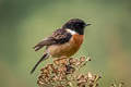 Siberian Stonechat Saxicola maurus przewalskii