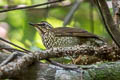 Siberian Thrush Geokichla sibirica sibrica