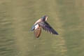 Silver-backed Needletail Hirundapus cochinchinensis cochinchinensis