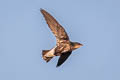 Silver-backed Needletail Hirundapus cochinchinensis cochinchinensis