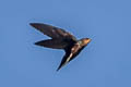 Silver-backed Needletail Hirundapus cochinchinensis cochinchinensis