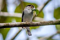 Silver-breasted Broadbill Serilophus lunatus stolidus