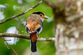 Silver-breasted Broadbill Serilophus lunatus stolidus