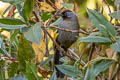 Silver-eared Laughingthrush Trochalopteron melanostigma melanostigma