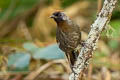 Silver-eared Laughingthrush Trochalopteron melanostigma melanostigma