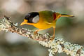 Silver-eared Mesia Leiothrix argentauris argentauris