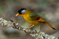 Silver-eared Mesia Leiothrix argentauris argentauris