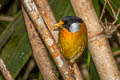 Silver-eared Mesia Leiothrix argentauris argentauris