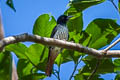 Silver Oriole Oriolus mellianus