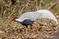 Silver Pheasant Lophura nycthemera jonesi