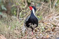 Silver Pheasant Lophura nycthemera jonesi