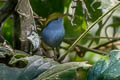 Slaty-bellied Tesia Tesia olivea chiangmaiensis