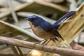 Slaty-blue Flycatcher Ficedula tricolor diversa