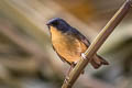 Slaty-blue Flycatcher Ficedula tricolor diversa