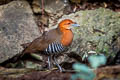 Slaty-legged Crake Rallina eurizonoides telmatophila