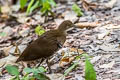 Slaty-legged Crake Rallina eurizonoides telmatophila