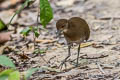 Slaty-legged Crake Rallina eurizonoides telmatophila