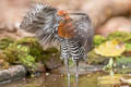 Slaty-legged Crake Rallina eurizonoides telmatophila