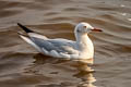 Slender-billed Gull Chroicocephalus genei