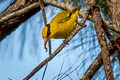 Slender-billed Oriole Oriolus tenuirostris invisus