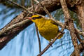 Slender-billed Oriole Oriolus tenuirostris invisus