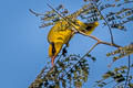 Slender-billed Oriole Oriolus tenuirostris invisus