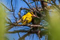 Slender-billed Oriole Oriolus tenuirostris invisus