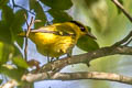 Slender-billed Oriole Oriolus tenuirostris invisus