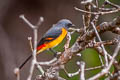 Small Minivet Pericrocotus cinnamomeus separatus