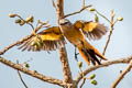 Small Minivet Pericrocotus cinnamomeus viridus