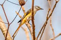 Small Minivet Pericrocotus cinnamomeus viridus