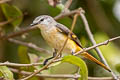 Small Minivet Pericrocotus cinnamomeus viridus