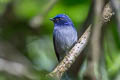 Small Niltava Niltava macgrigoriae signata