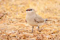 Small Pratincole Glareola lactea