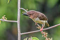 Sooty Barbet Caloramphus hayii