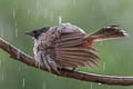 Sooty-headed Bulbul Pycnonotus aurigaster latouchei