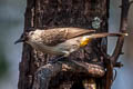 Sooty-headed Bulbul Pycnonotus aurigaster schauenseei