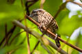 Speckled Piculet Picumnus innominatus malayorum