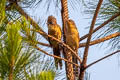 Spectacled Barwing Actinodura ramsayi ramsayi