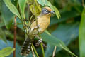 Spectacled Barwing Actinodura ramsayi ramsayi