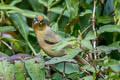 Spectacled Barwing Actinodura ramsayi ramsayi