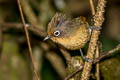 Spectacled Barwing Actinodura ramsayi ramsayi