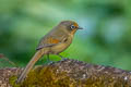 Spectacled Barwing Actinodura ramsayi ramsayi